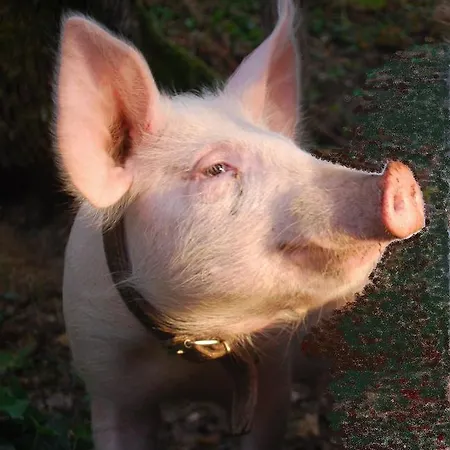 Venkovský dům Bed & Breakfast Cascina Cin Cin *