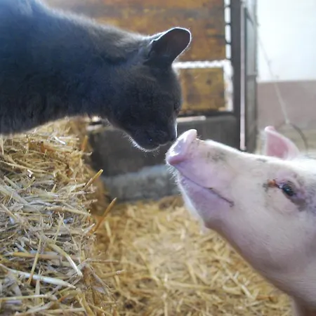 Bed & Breakfast Cascina Cin Cin Novi Ligure